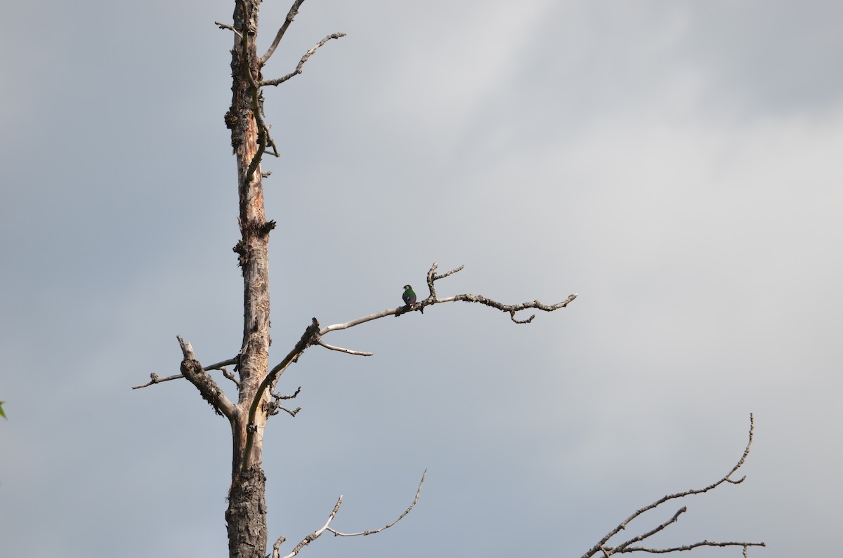 Violet-green Swallow - ML624043433