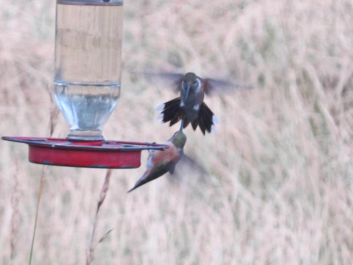 Black-chinned Hummingbird - Susan Patla