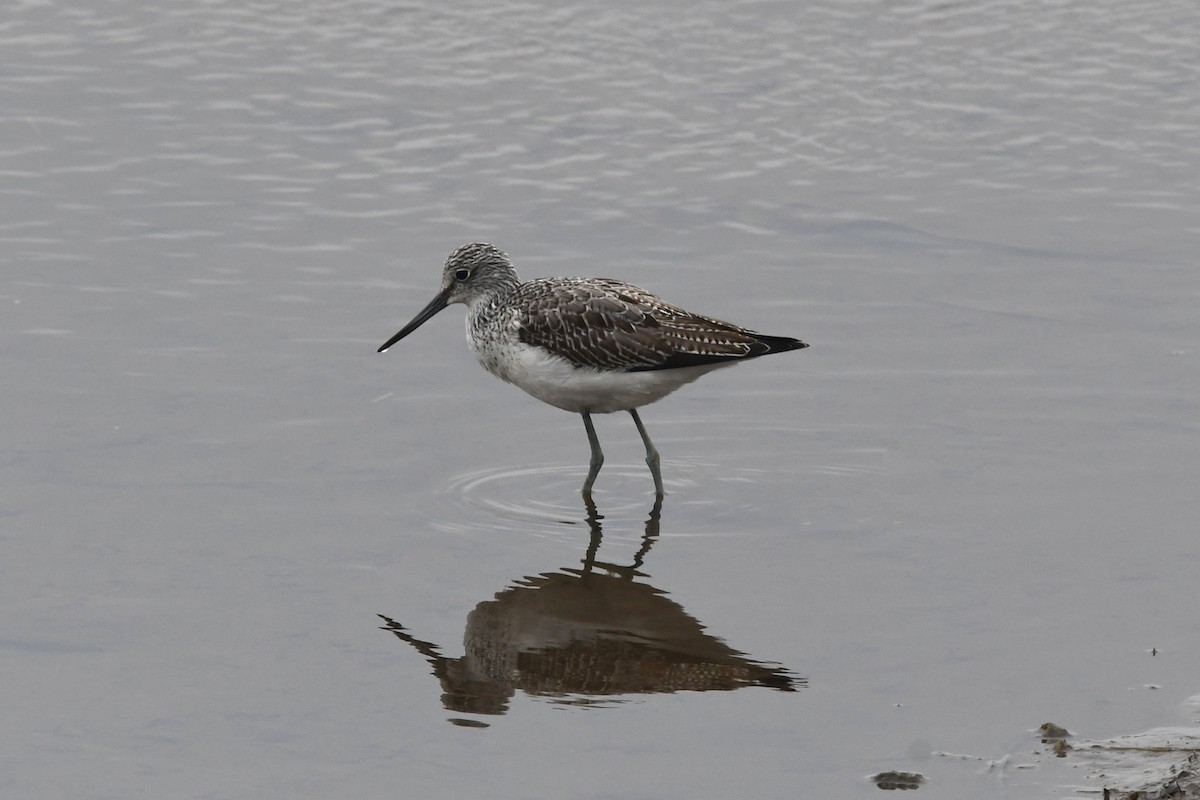 Common Greenshank - ML624043436