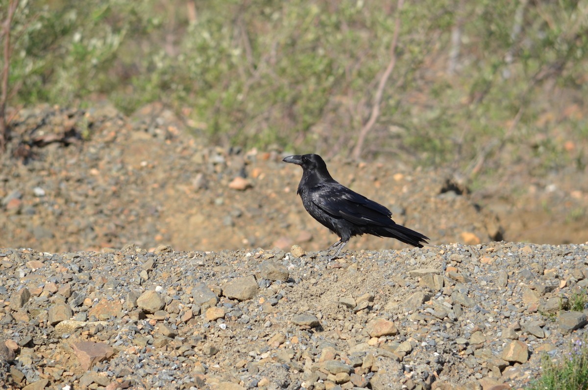 Common Raven - ML624043440