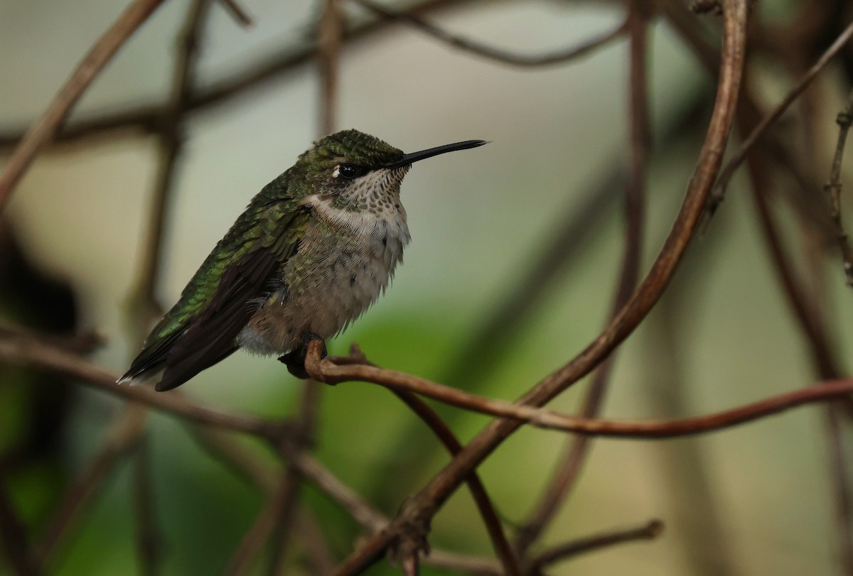 Ruby-throated Hummingbird - ML624043446