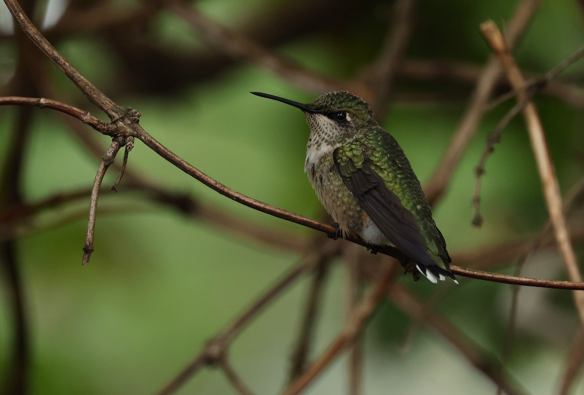 Ruby-throated Hummingbird - Grace Simms  🐦‍⬛