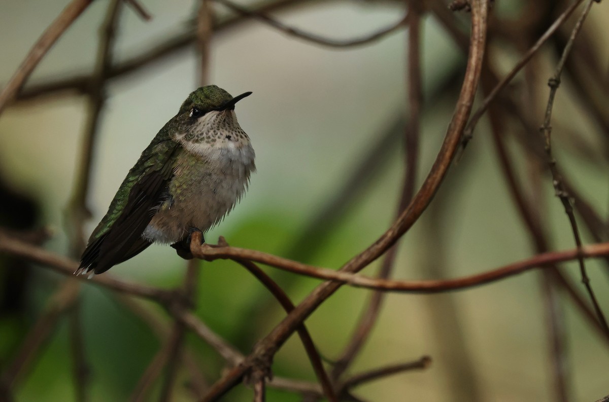 Ruby-throated Hummingbird - ML624043453