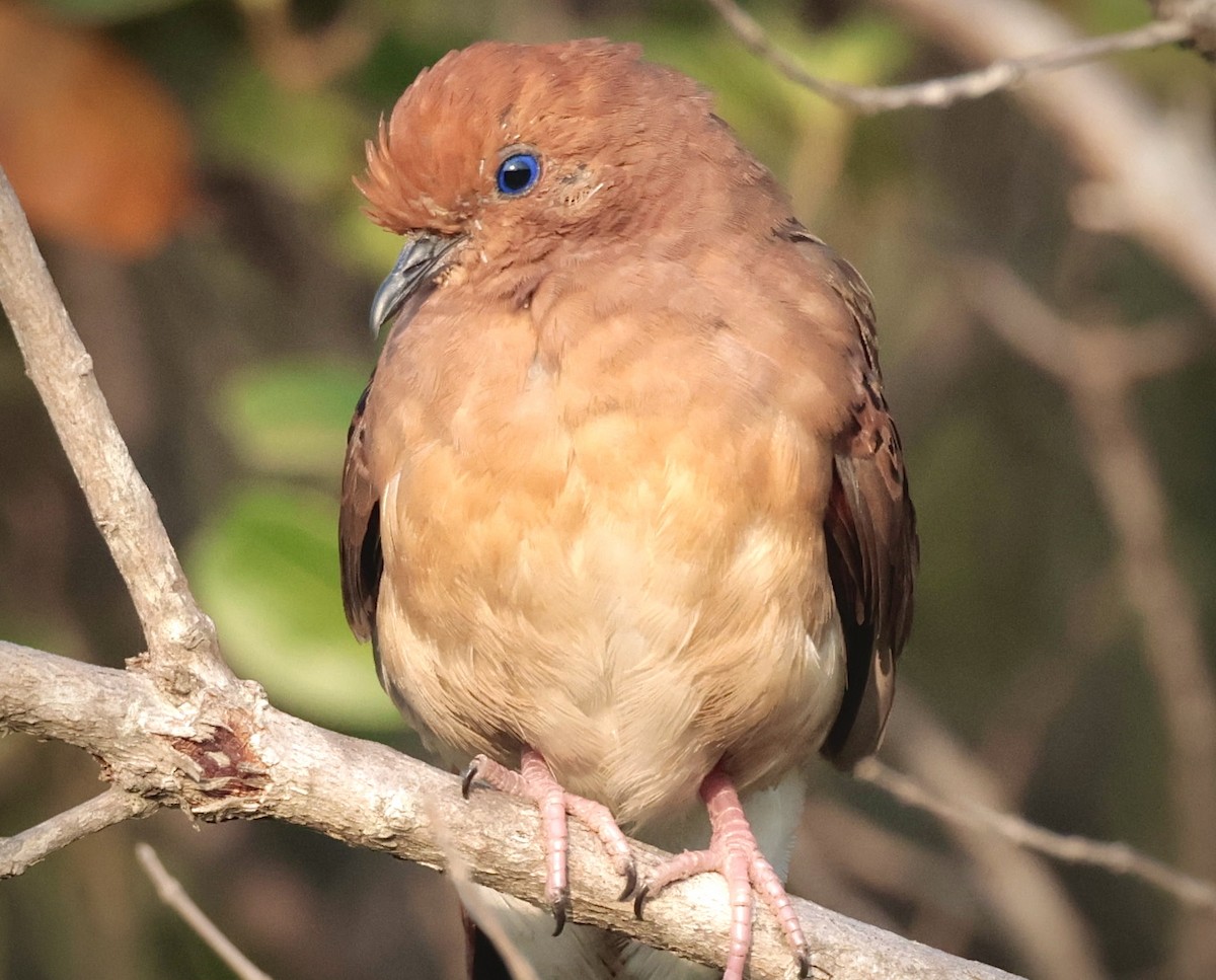 Blue-eyed Ground Dove - ML624043470