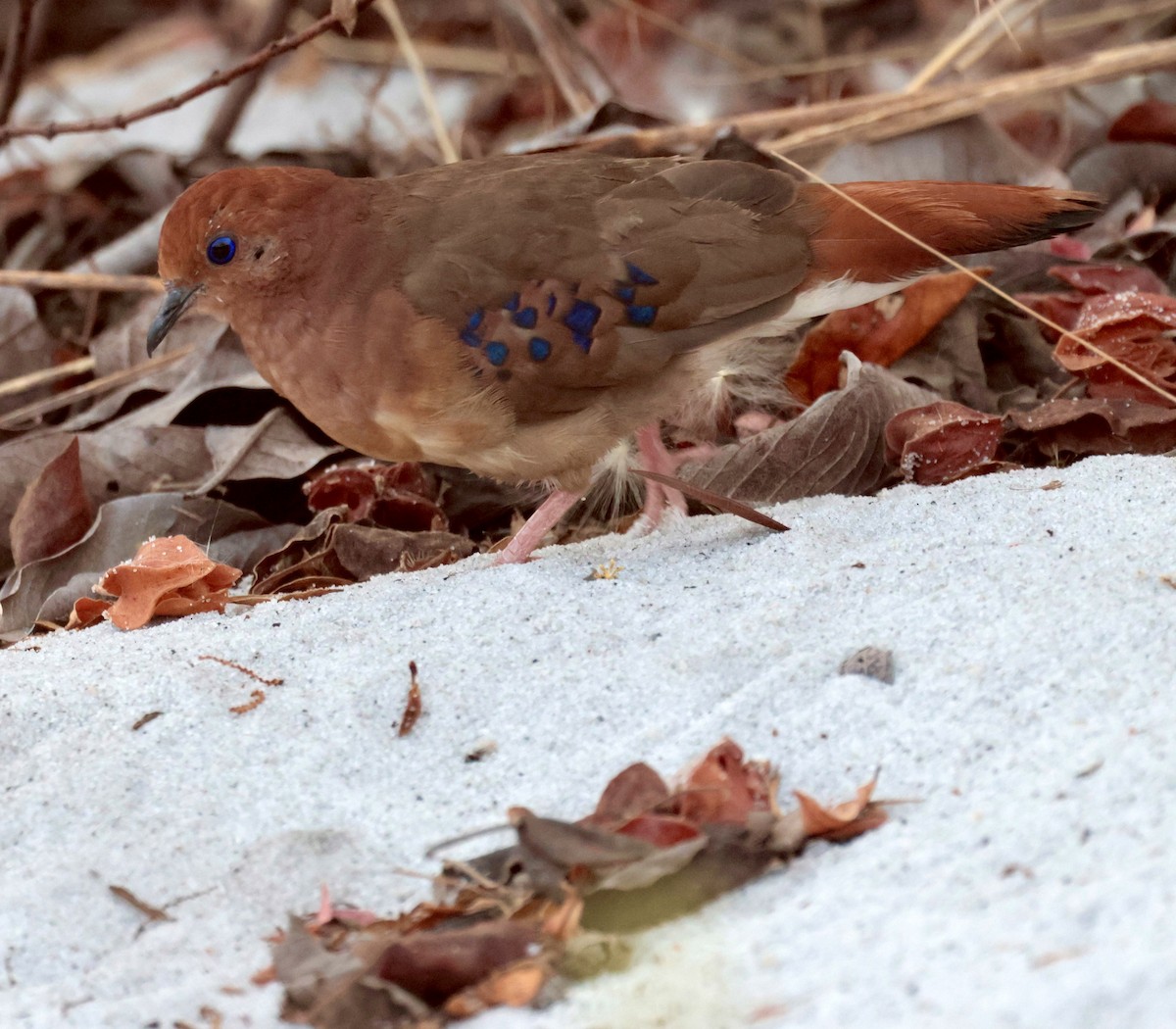 Blue-eyed Ground Dove - ML624043471