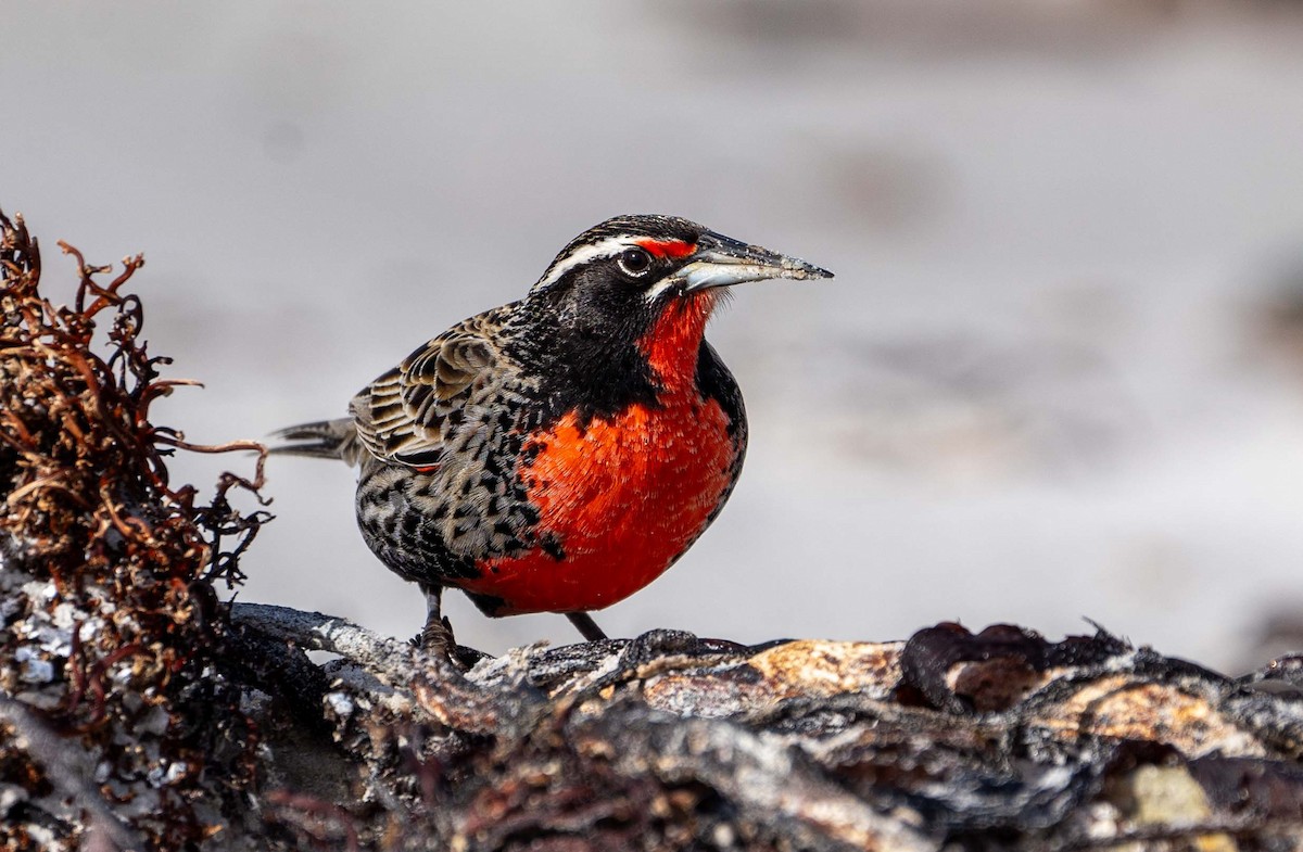 Long-tailed Meadowlark - ML624043480