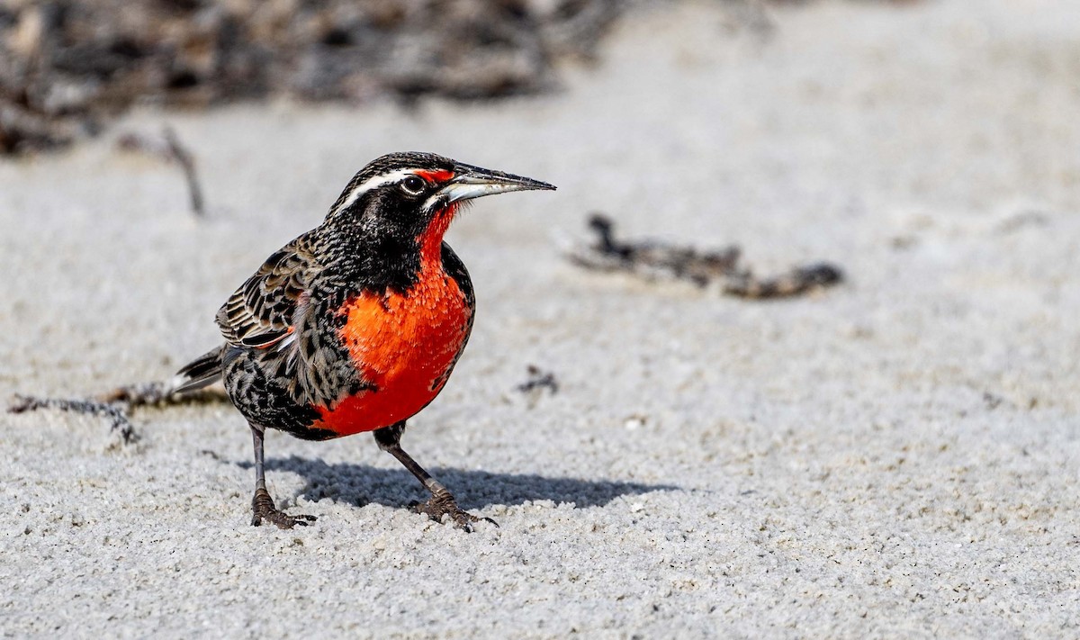 Long-tailed Meadowlark - ML624043483