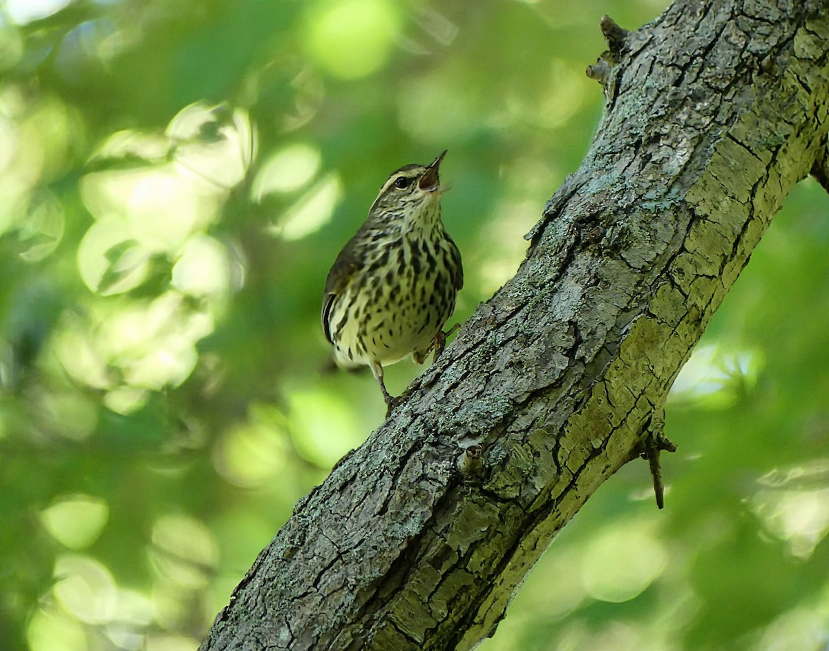 Northern Waterthrush - ML624043485