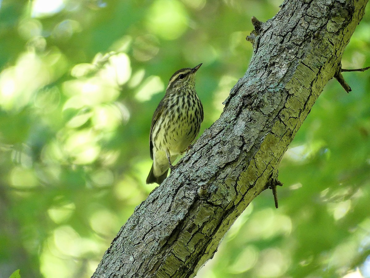 Northern Waterthrush - ML624043486