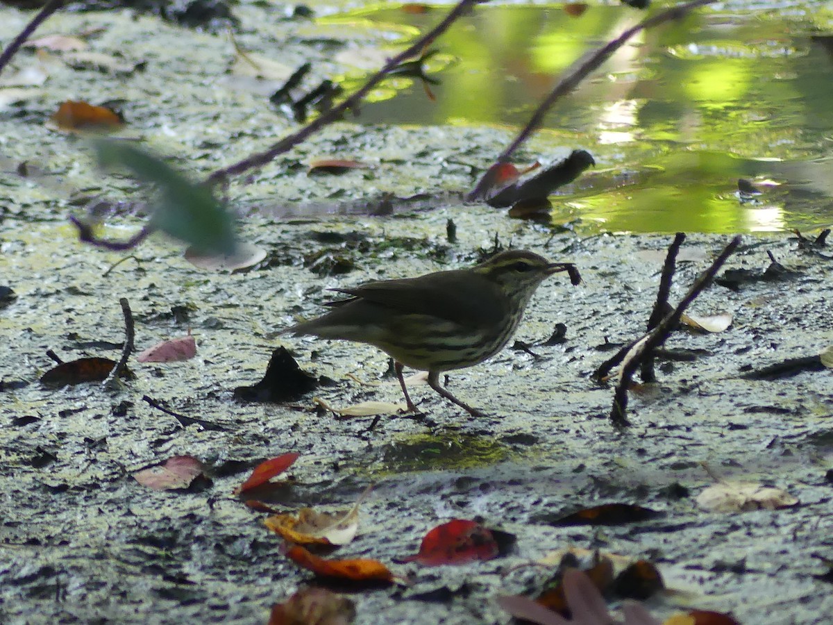 Northern Waterthrush - ML624043488