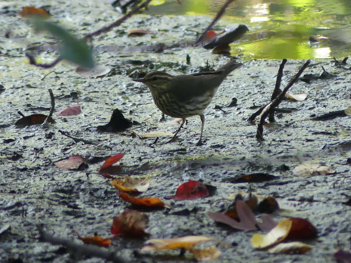 Northern Waterthrush - ML624043489