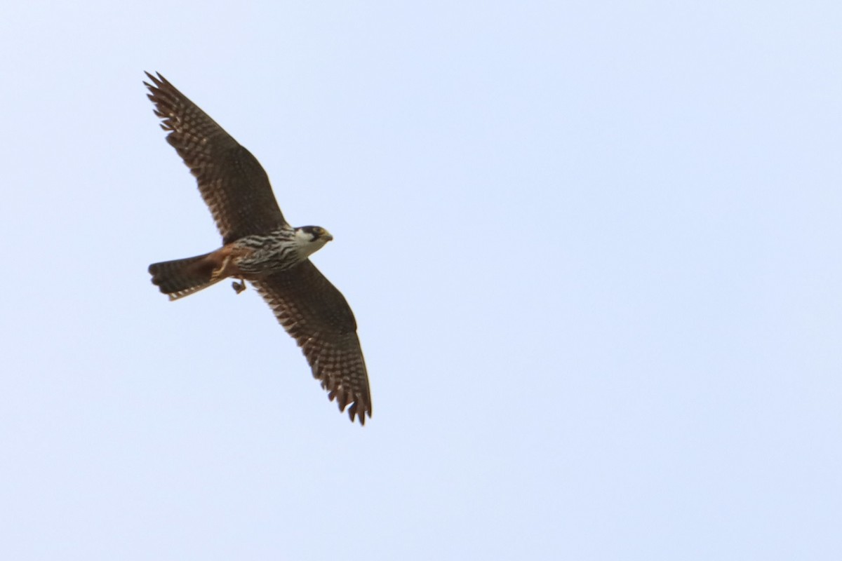 Eurasian Hobby - ML624043493