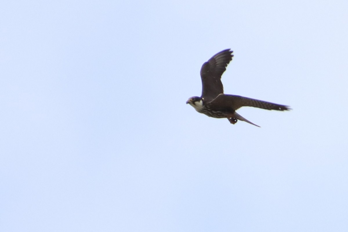 Eurasian Hobby - ML624043494