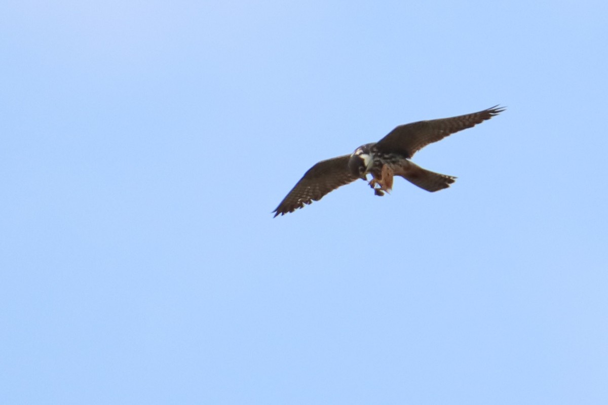 Eurasian Hobby - ML624043495