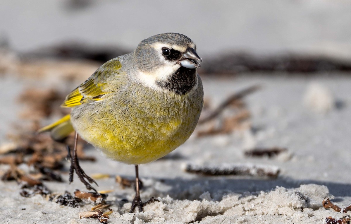 White-bridled Finch - ML624043500