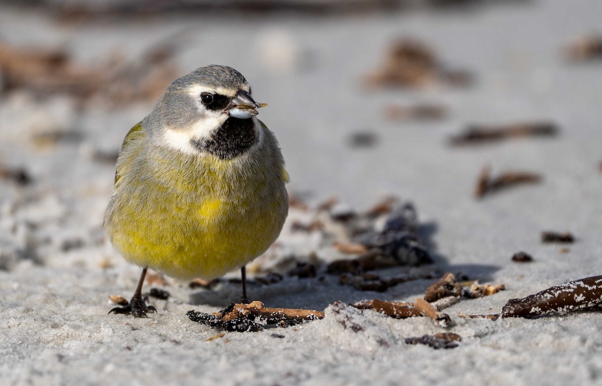 White-bridled Finch - ML624043501