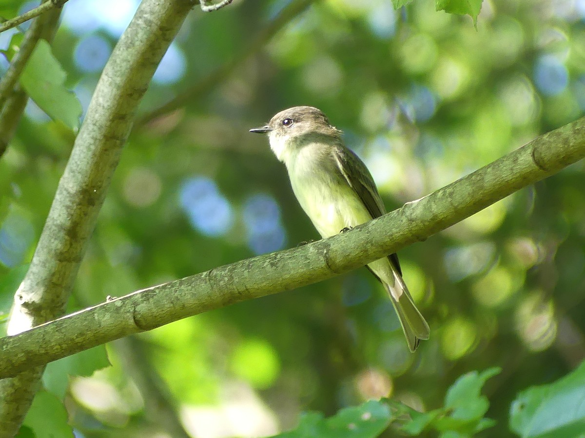 Eastern Phoebe - Daniel Islam