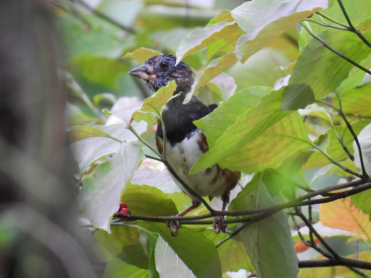 Eastern Towhee - ML624043504