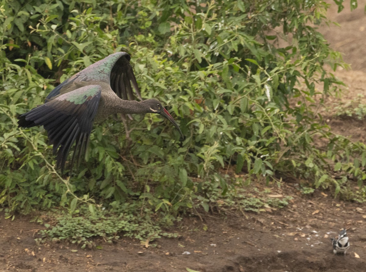 Ibis Hadada - ML624043509