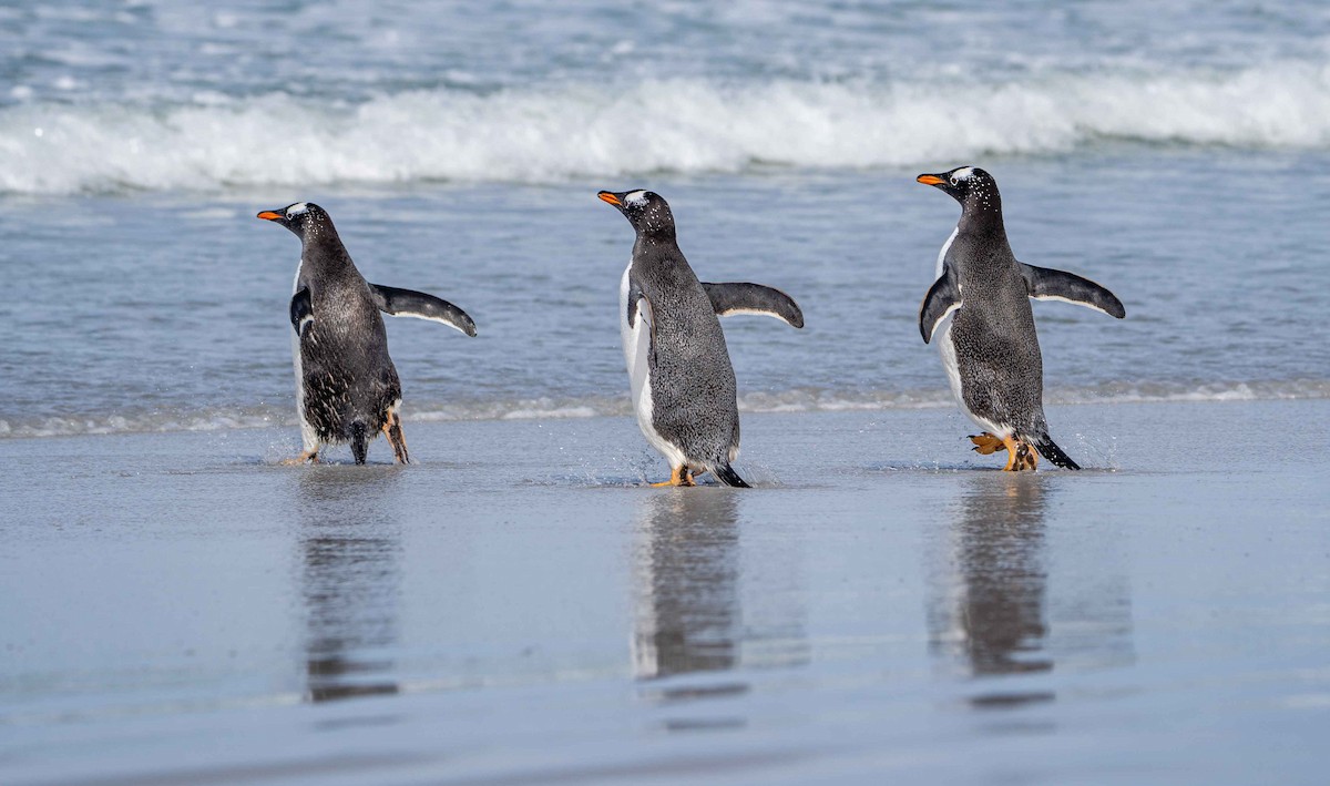 Gentoo Penguin - ML624043516