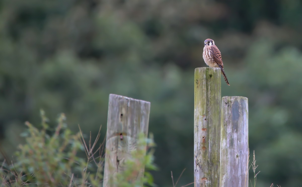 American Kestrel - ML624043535