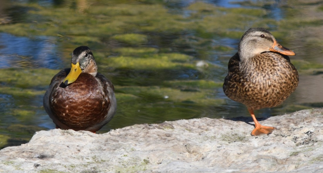 Canard colvert - ML624043540