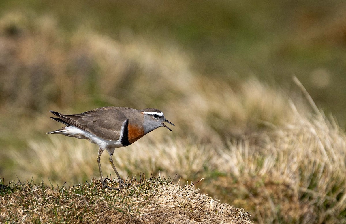 Rufous-chested Dotterel - ML624043542