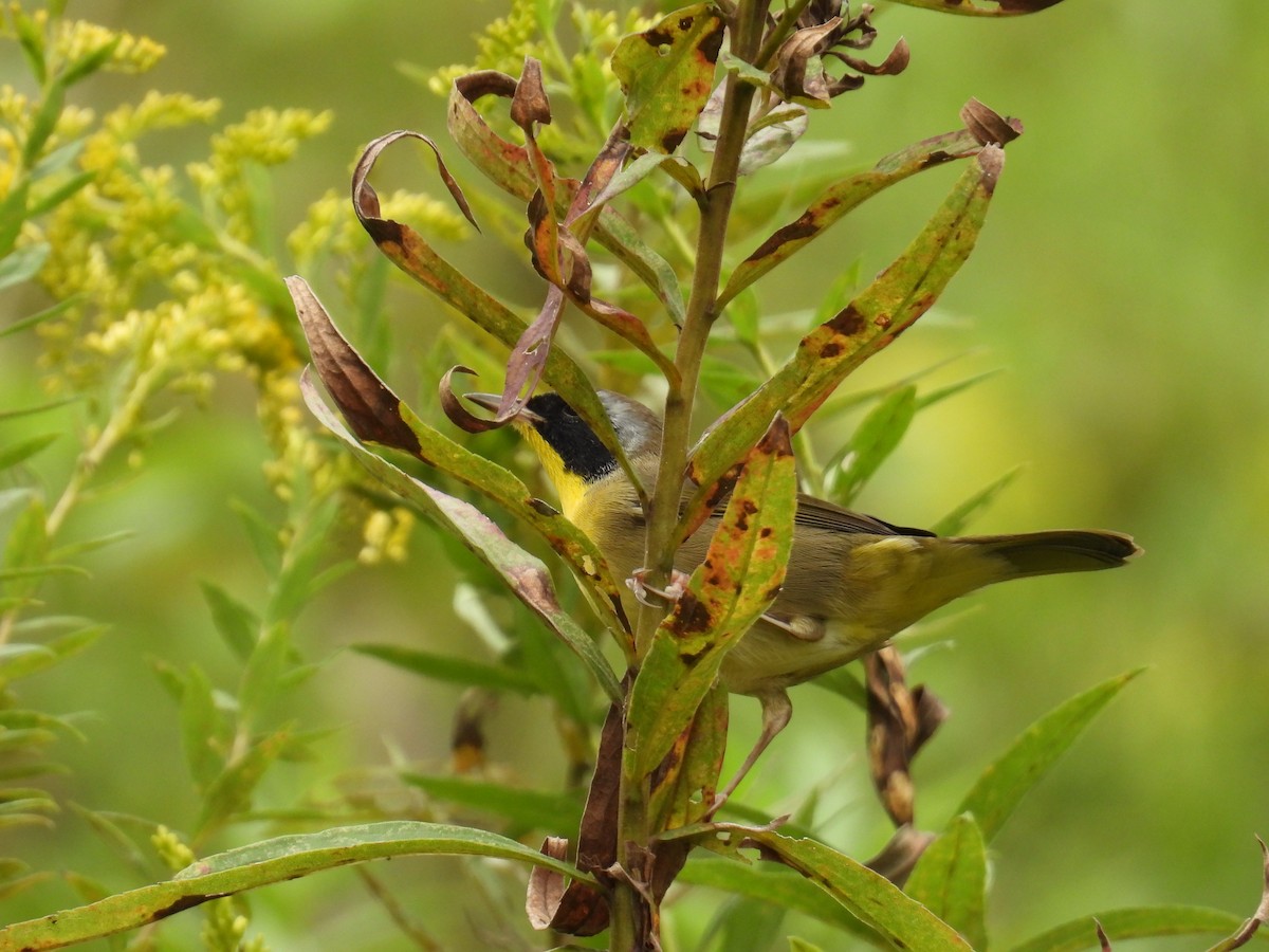 Common Yellowthroat - ML624043543