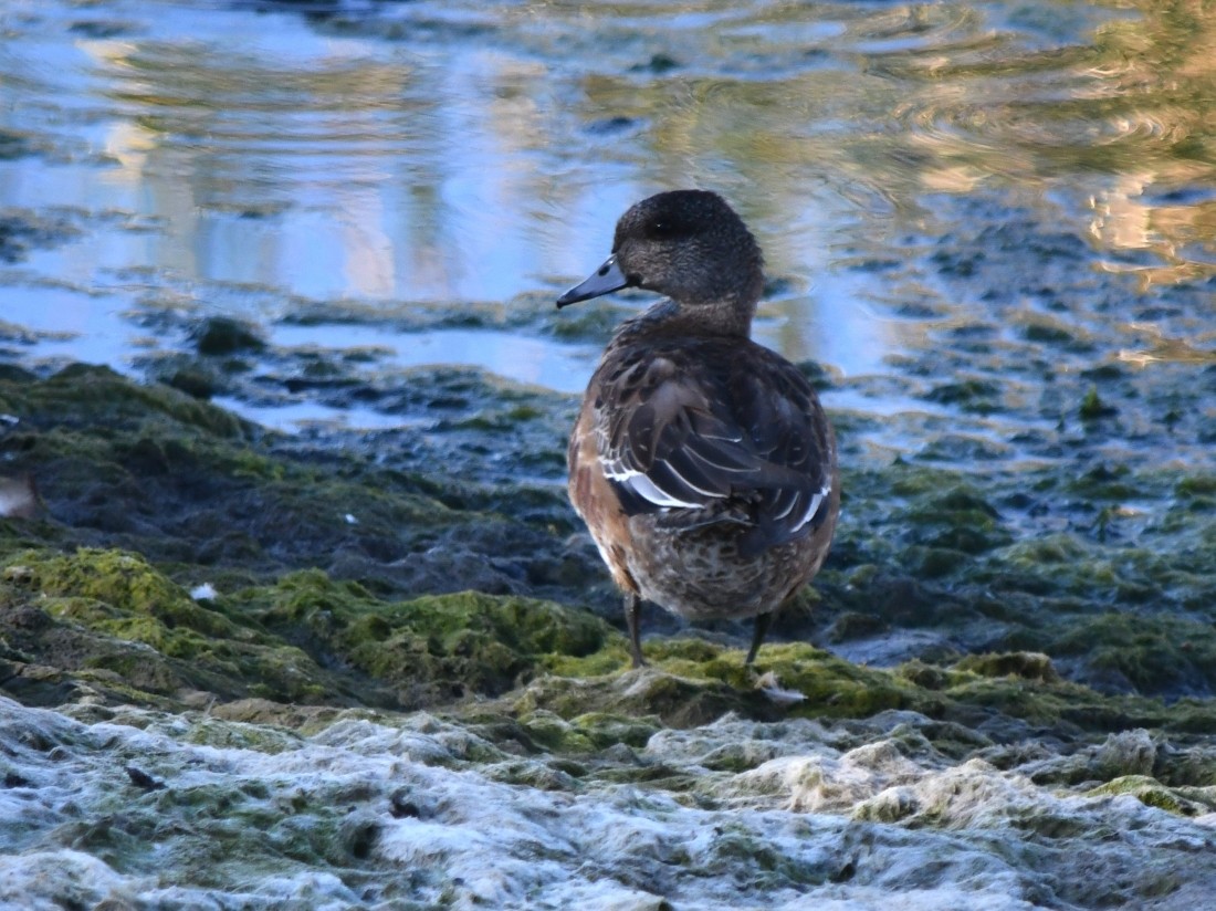 American Wigeon - ML624043545