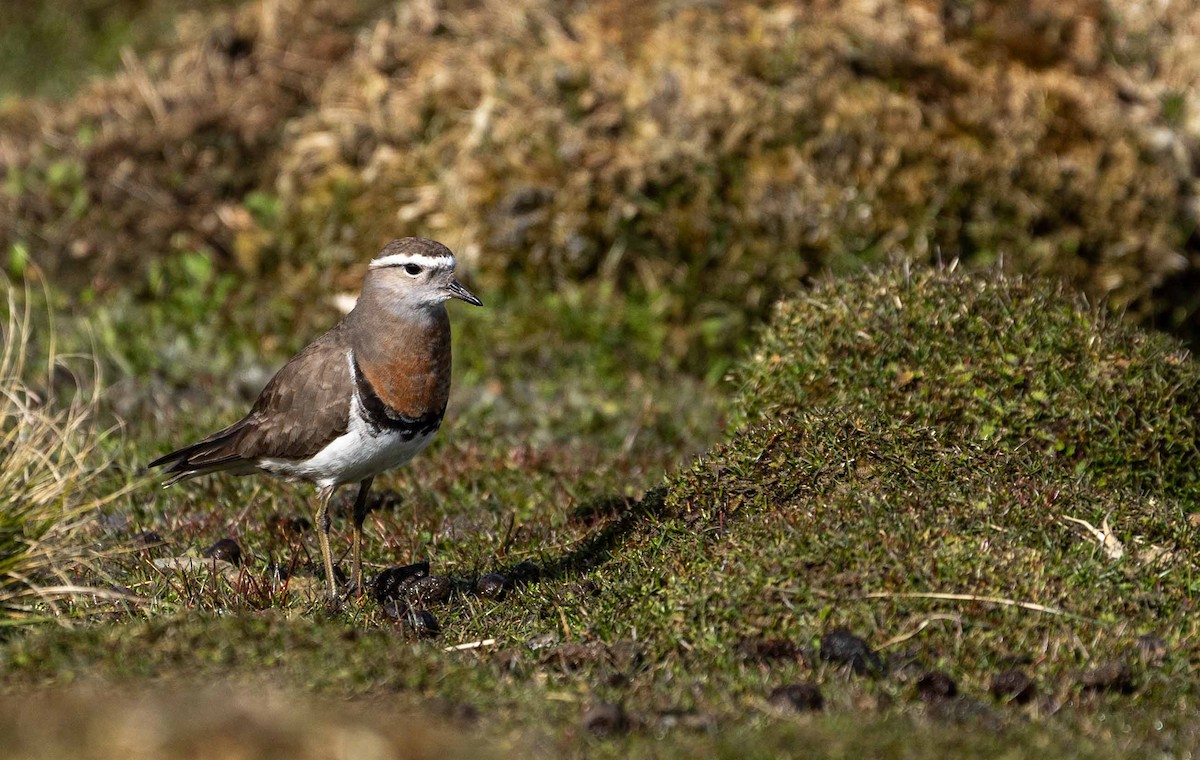 Rufous-chested Dotterel - ML624043562