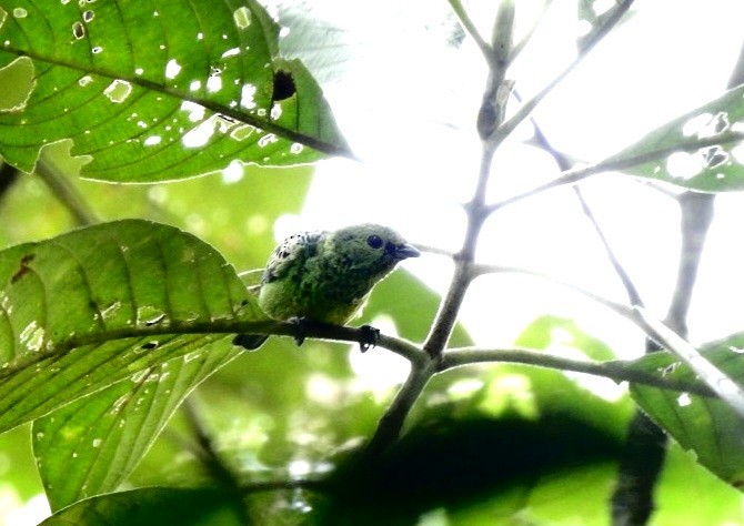 Yellow-bellied Tanager - ML624043567