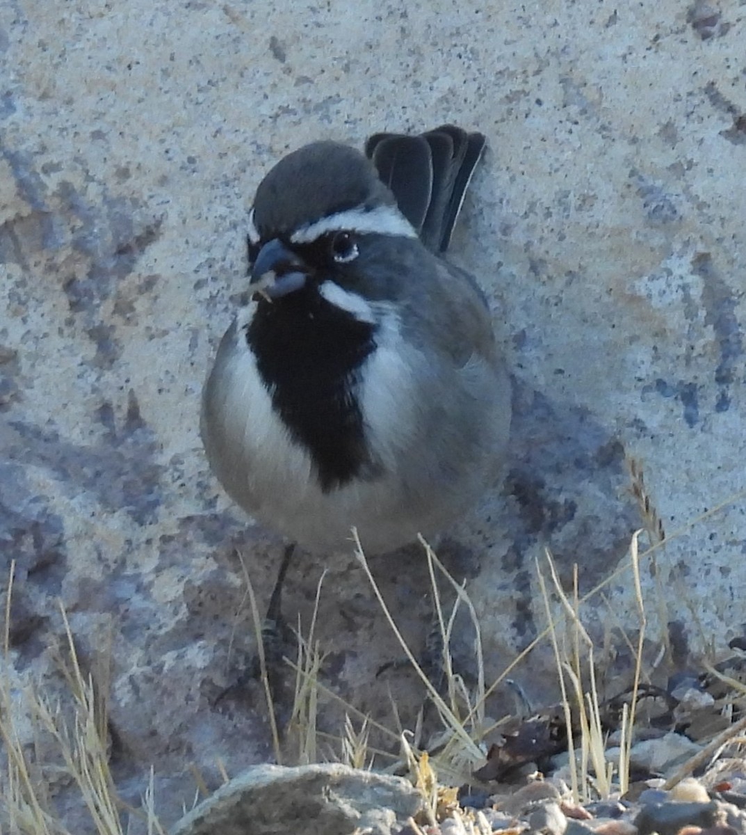 Black-throated Sparrow - ML624043580