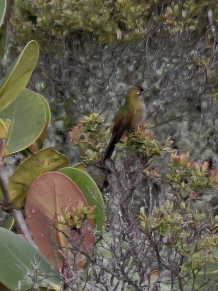 Bronze-tailed Thornbill - ML624043589