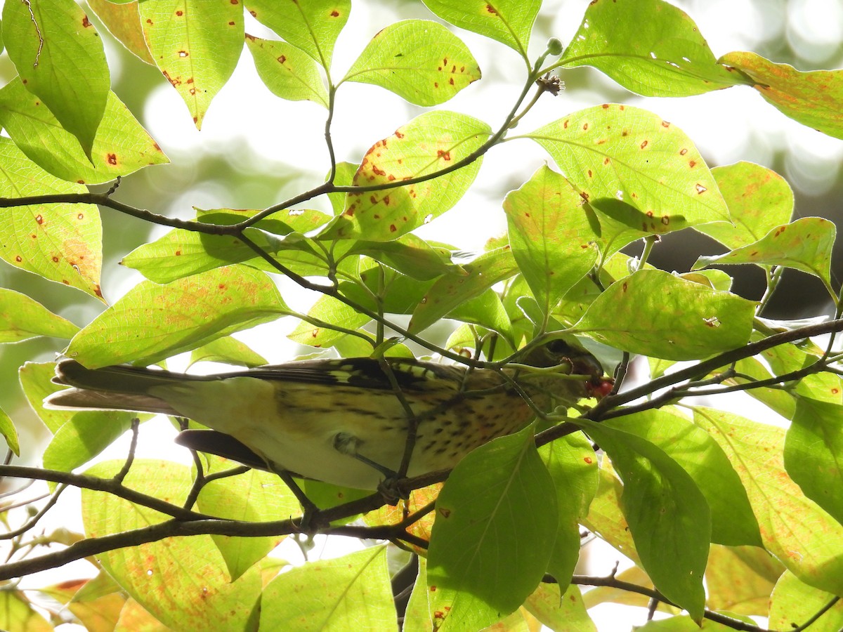 Rose-breasted Grosbeak - Nancy T