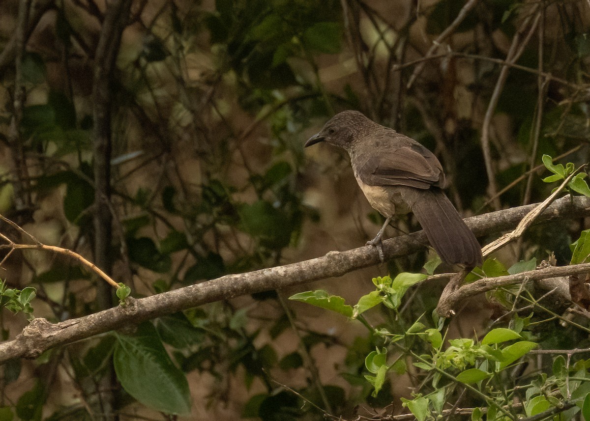 Arrow-marked Babbler - ML624043611