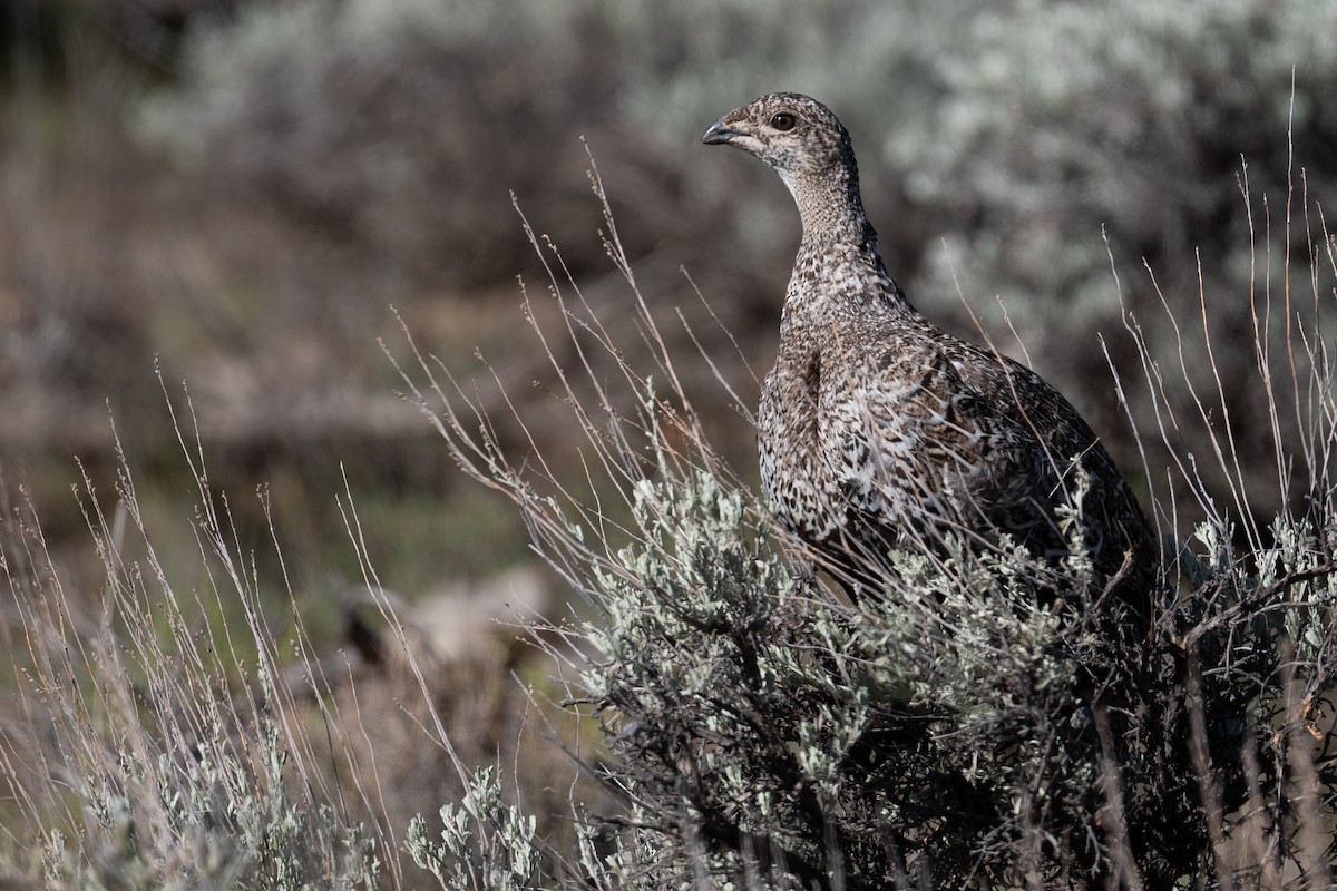 Gunnison Sage-Grouse - ML624043622