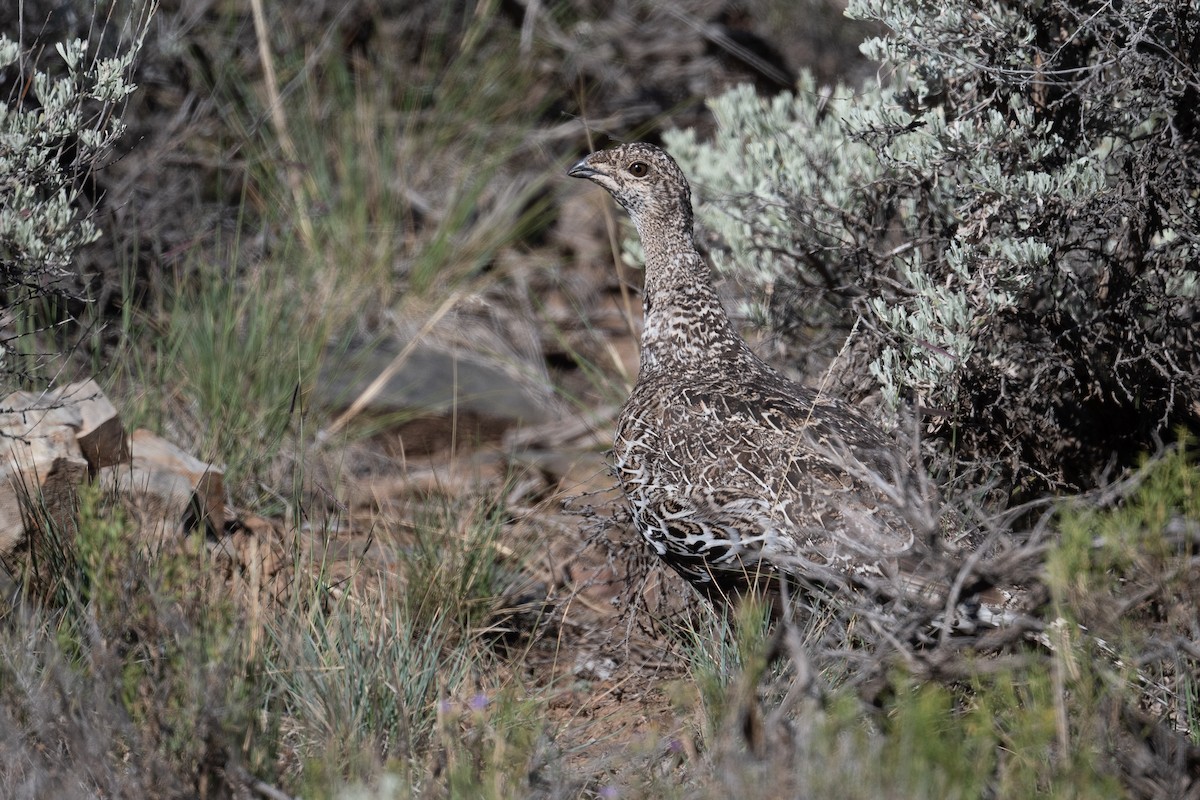 Gunnison Sage-Grouse - ML624043627