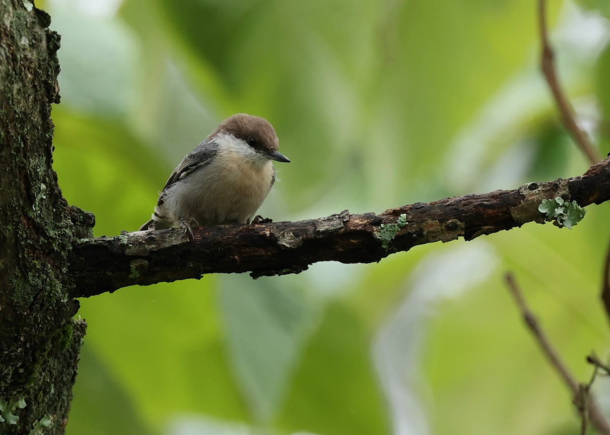 Brown-headed Nuthatch - ML624043631