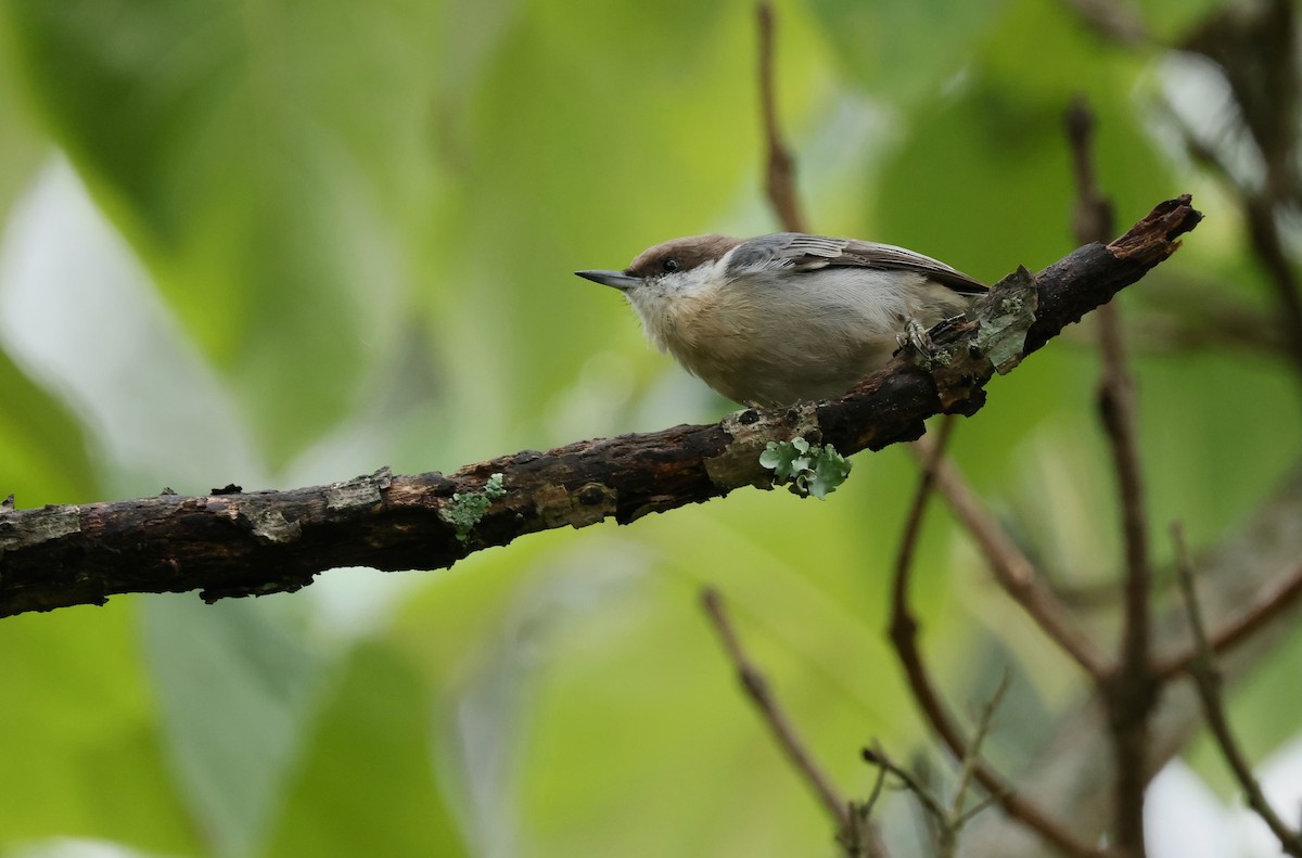 Brown-headed Nuthatch - ML624043633