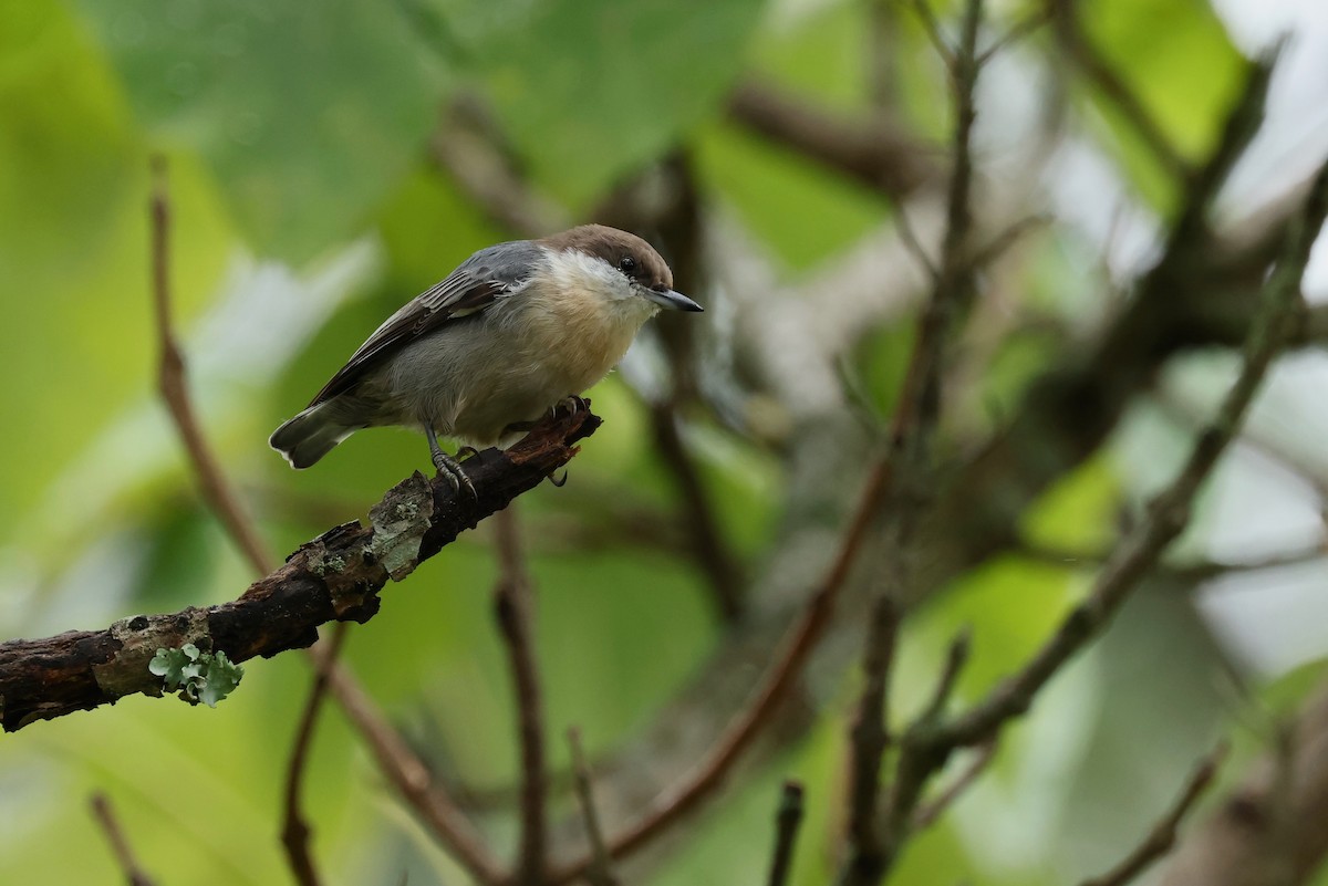 Brown-headed Nuthatch - ML624043636