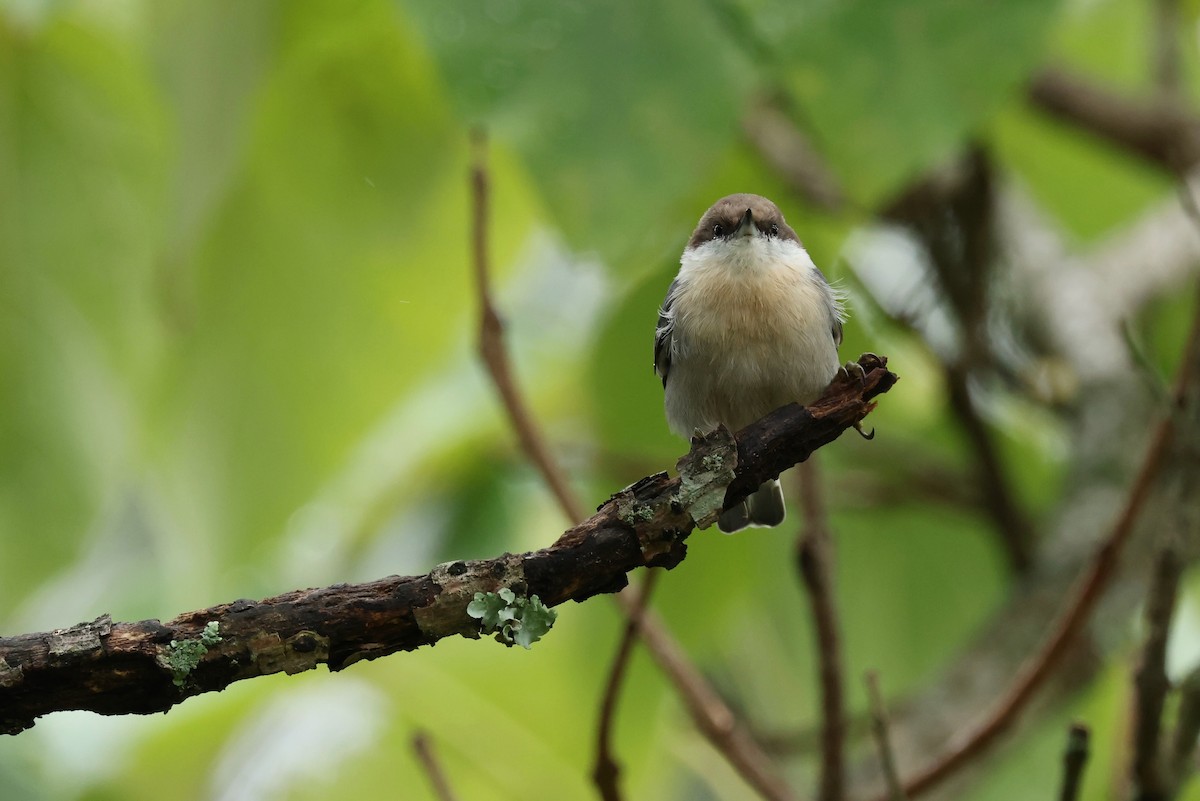 Brown-headed Nuthatch - ML624043637