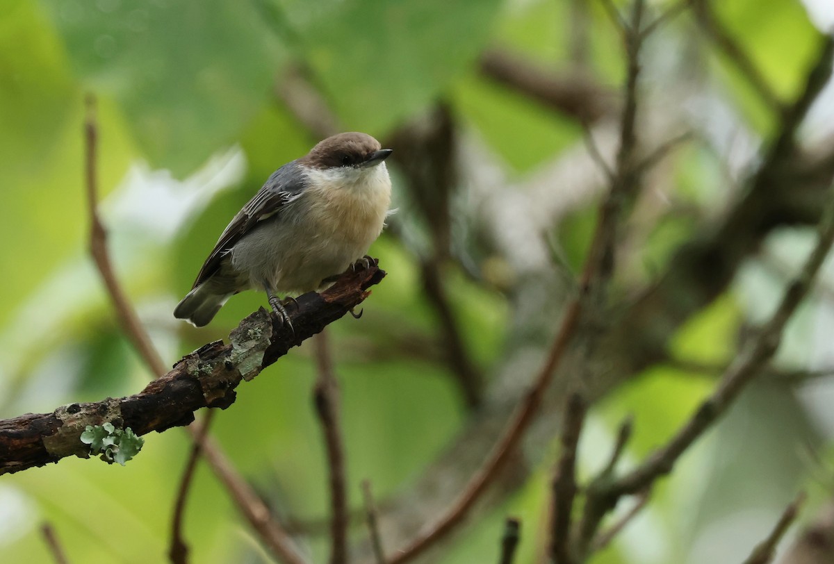 Brown-headed Nuthatch - ML624043639