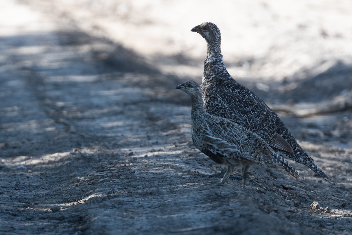 Gunnison Sage-Grouse - ML624043644