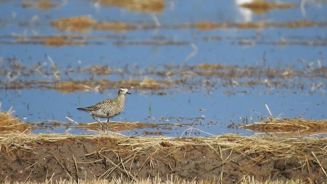 Pacific Golden-Plover - ML624043648