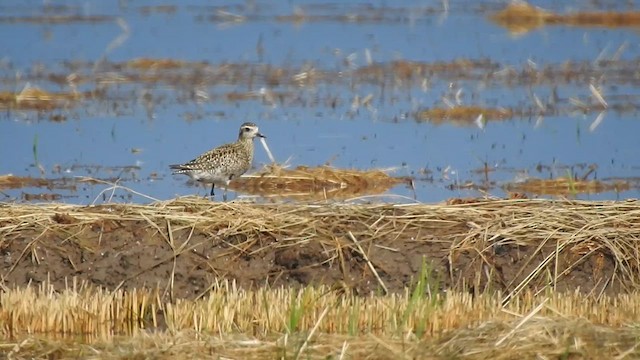 Pacific Golden-Plover - ML624043649