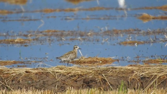 Pacific Golden-Plover - ML624043650