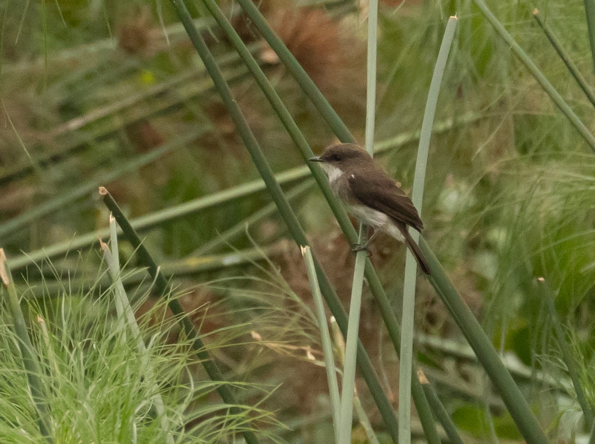 Swamp Flycatcher - ML624043651