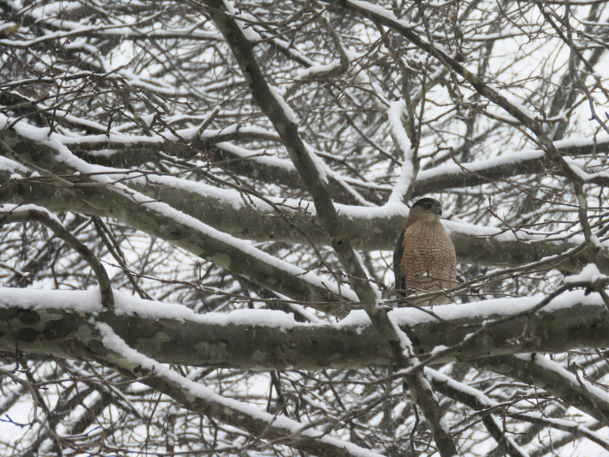 Cooper's Hawk - ML624043655