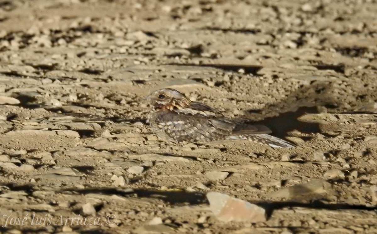 Red-necked Nightjar - ML624043660