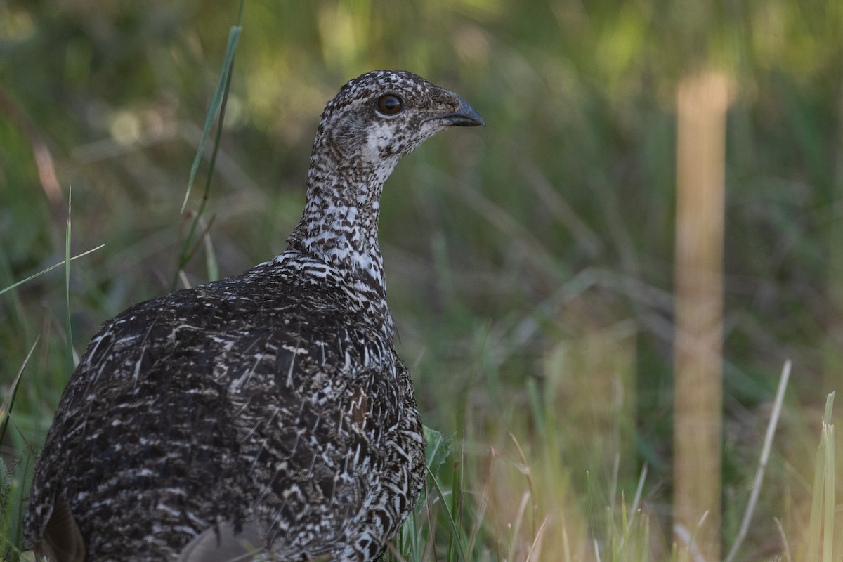 Gunnison Sage-Grouse - ML624043661